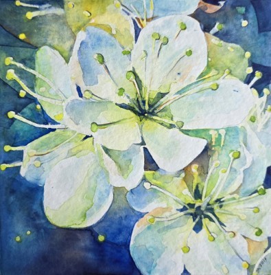 Aquarellbild mehrerer weisser Apfelbluten vor blauem Hintergrund